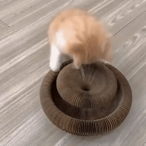 KITTY KURLZ ¡TU GATO LO AMARÁ! 🐈😍 - ENVÍO GRATIS